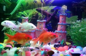 Fish Tank Water Test Kit Evaluates