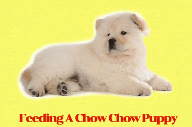 Feeding A Chow Chow Puppy- What Should You Be Offering Your Pup?