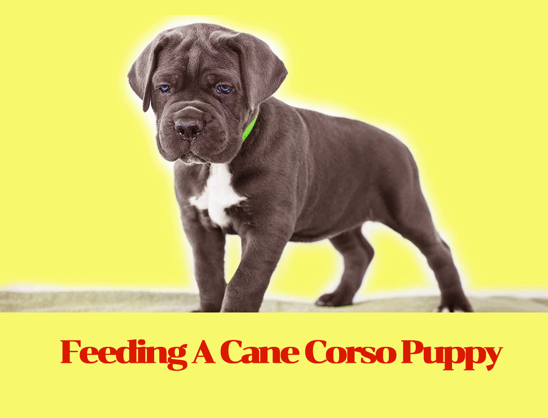 Feeding A Cane Corso Puppy Just How To Care For Your New
